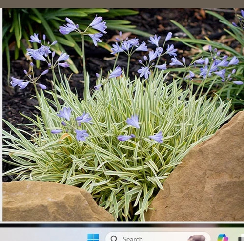 Agapanthus golden drop - golden,