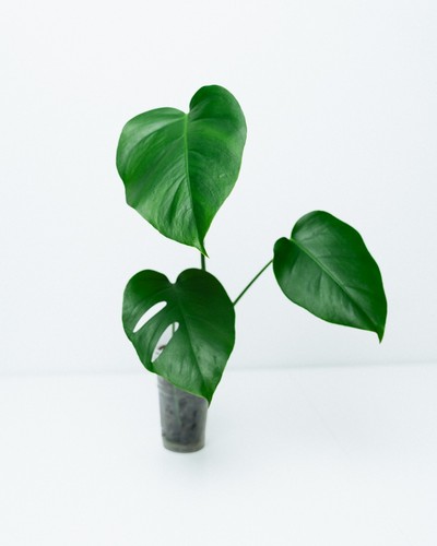 Classic monstera deliciosa - monstera,