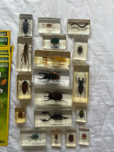 Real bugs resin with - in,