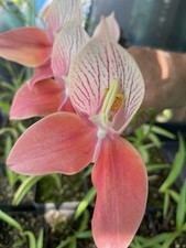 Disa Orchid “penance”