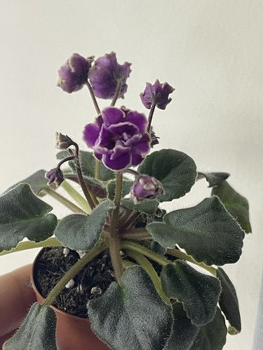 African violets two baby - violets,
