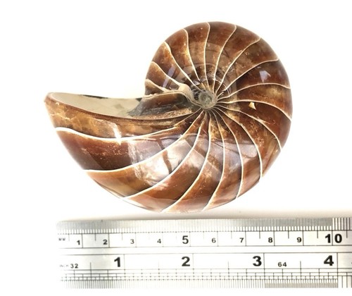 Fossil nautilus best - fossil,