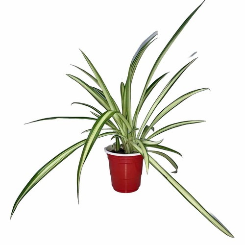 Set live spider plant - set,