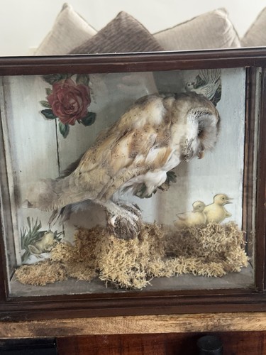 Barn owl - barn,