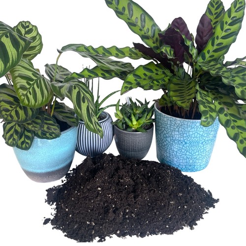 Organic house plant - organic,