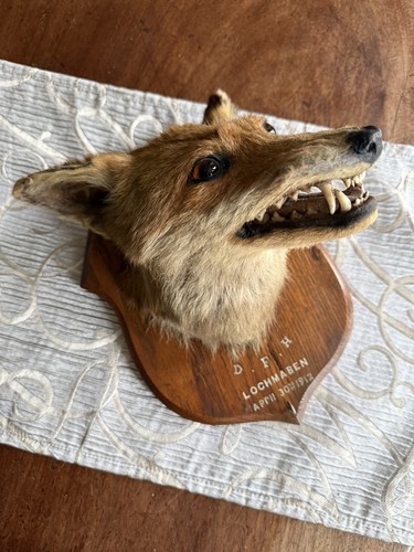 Taxidermy fox head - fox,