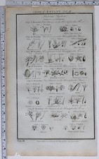 1788 ORIGINAL PRINT BOTANY FLOWERS WILD OAT HAZEL POND WEED RICE NAVELWORT