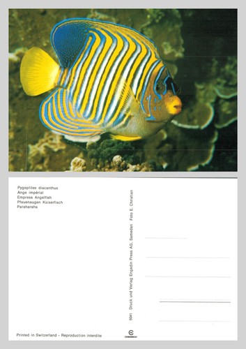 Postcard empress angelfish - postcard,