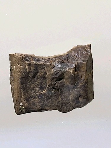 Rex tooth 4 - t-rex, ~0.4"