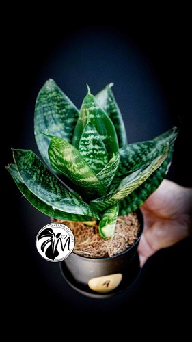 Sansevieria trifasciata hahnii - trifasciata,