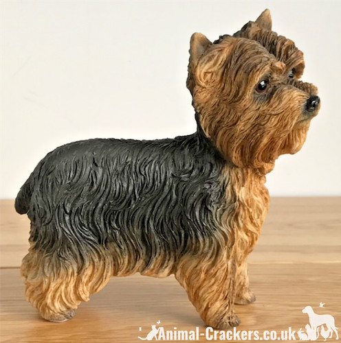Yorkshire terrier yorkie - yorkshire, 'yorkie'