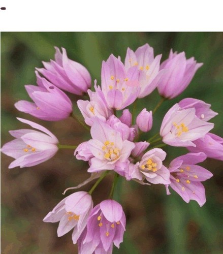 100 roseum allium - roseum,