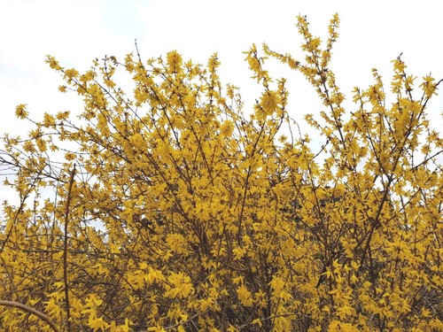 2pcs forsythia plants with - 2pcs,