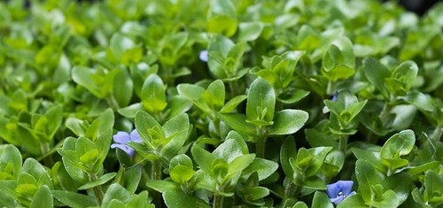 Bacopa caroliniana oxygenating - caroliniana,