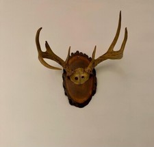 Taxidermy Mounted American Whitetail Stag Deer Buck Horns Antlers
