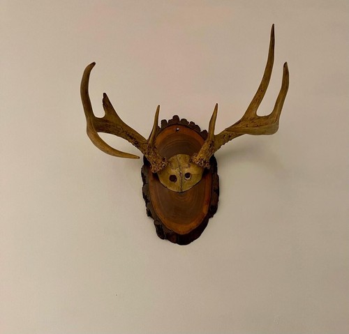 Taxidermy mounted american - taxidermy,