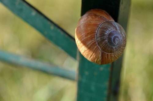 Snail shell geocaching - x,