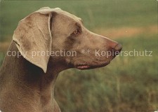 Dogs Weimaraner