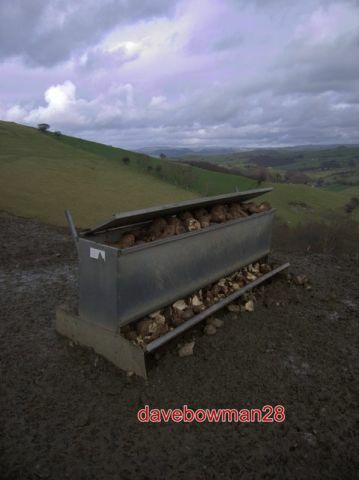 Photo sheep feeder when i - ,