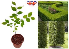 Fagus japonica,Japanese Beech Tree,30–60cm Stem,Beech Hedging Plant,Hardy&Health