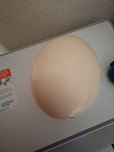Genuine blown ostrich egg - genuine,