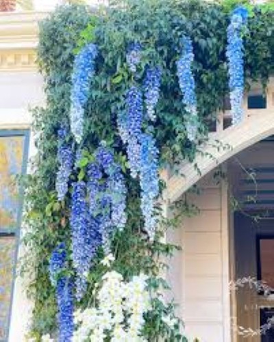 Chinese blue wisteria - x,