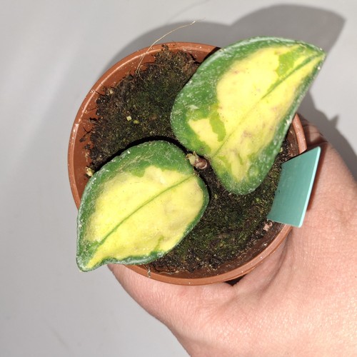 Hoya carnosa tricolor - carnosa,