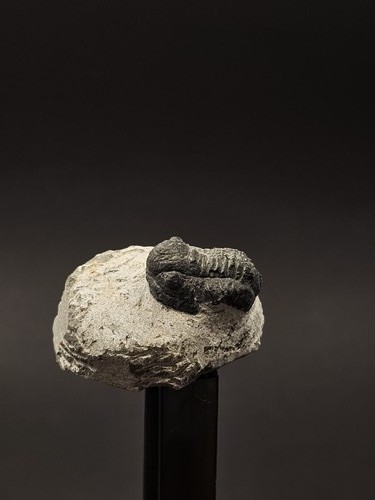 Genuine gerastos trilobite - genuine,