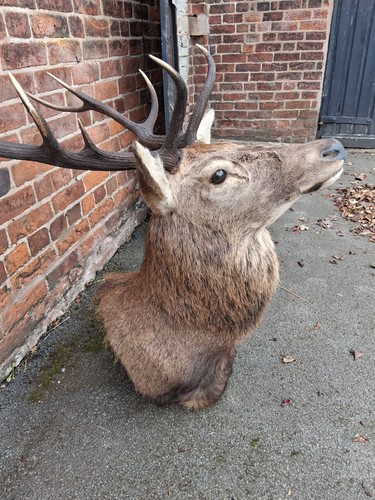 Red stag shoulder mount - red,