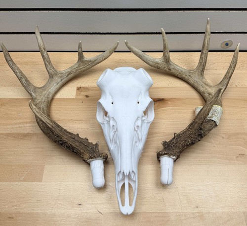 Printed whitetail deer euro - 3d,
