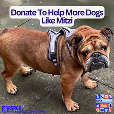 Donate To Help More Dogs Like