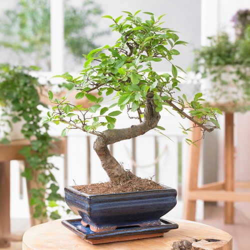 Bonsai chinese elm tree - bonsai,