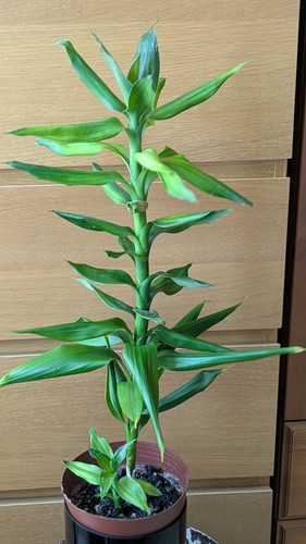 Lucky bamboo cen - lucky, plant