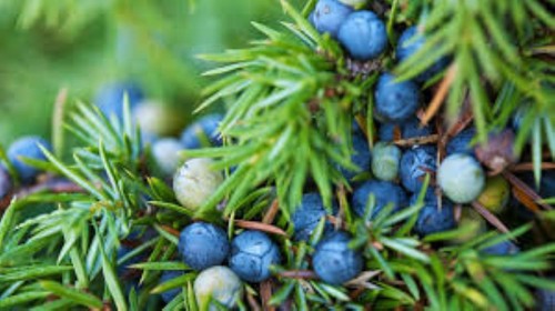 Common juniper tree seeds - x,