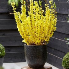 Patio Forsythia Intermedia 'Minigold' 60cm tall in a 2/3 Litre pot