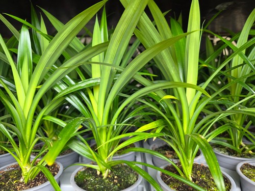 Pandan plant with - plant,