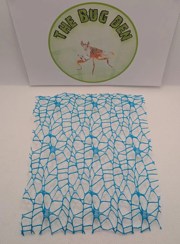 Jumping spider fabric web