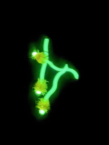 Trout fly fishing glow - -, in