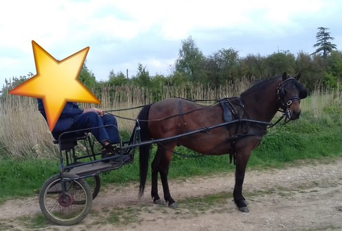 Pony driving dark leather - dark,
