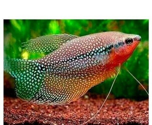 Pearl gourami to - pearl,