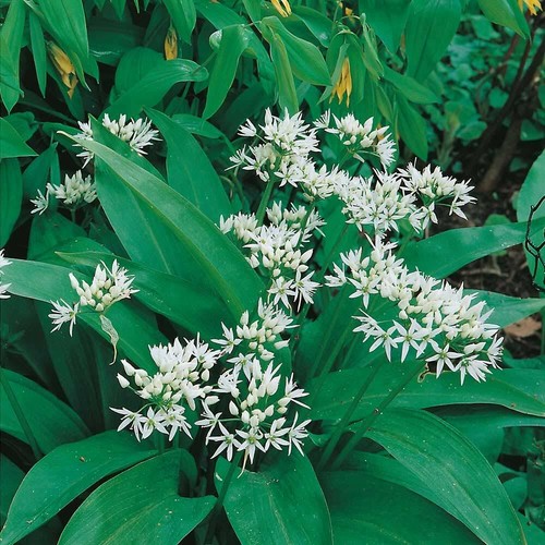 Ramsons wild garlic - ramsons,