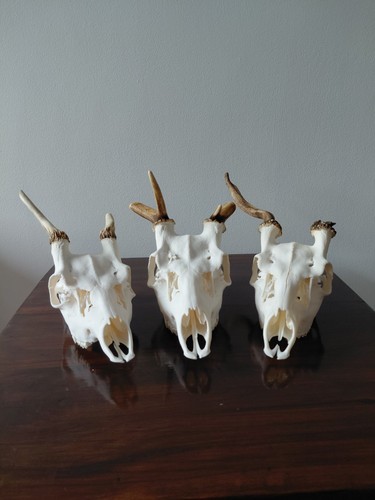 Fallow buck deer skulls - x, 3