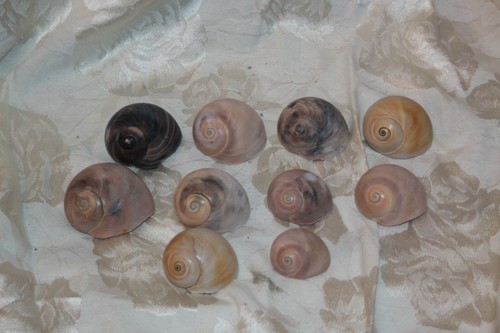 Lot apple snail - lot,
