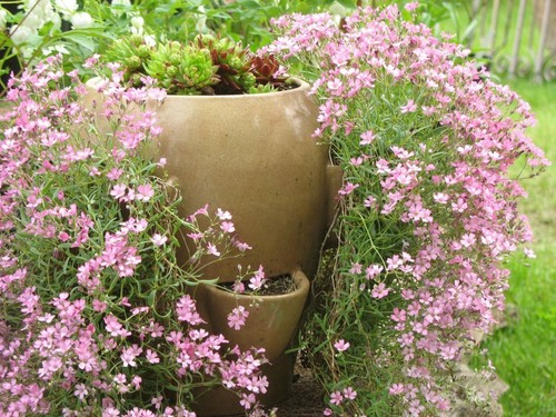 Creeping rose baby breath - 25, baby's