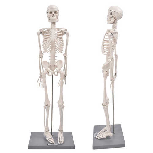 Human muscular skeleton model - muscular,