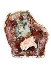 Petrified Wood Slice –