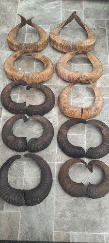 Pairs ram horns - pairs, of