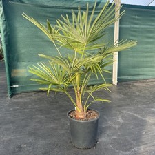 Trachycarpus Sp.Winsan