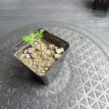 Rare Boswellia sacra