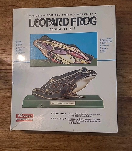 Renwal leopard frog - frog, kit